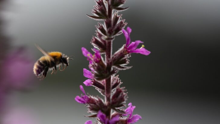 A Popular Bug Repellent is Disrupting Bumblebee Navigation, Endangering Colonies