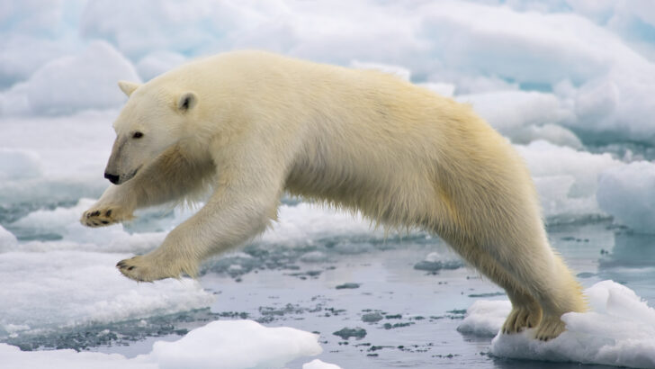 Polar Bears Display Remarkable Adaptation to Melting Habitat But Survival Questions Remain