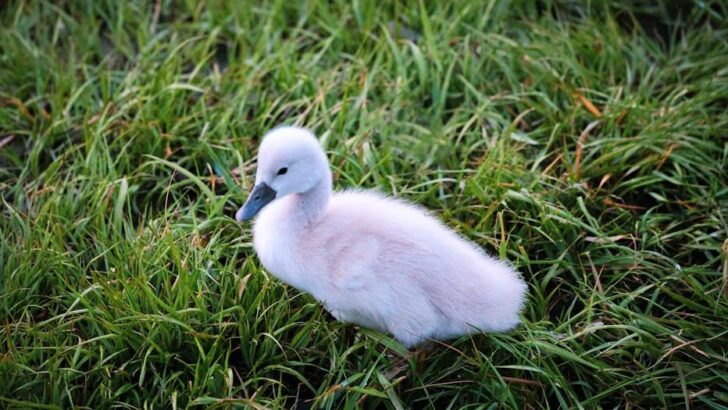 Baby Swan's 24/7 Cuddle Demands from Dad Captivate the World