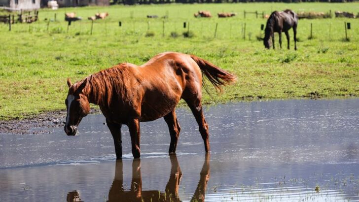 Heroes Jump into Raging Floods to Rescue 15 Horses on Hawaiian Ranch