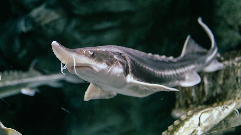 12 Most Endangered Animals In Louisiana