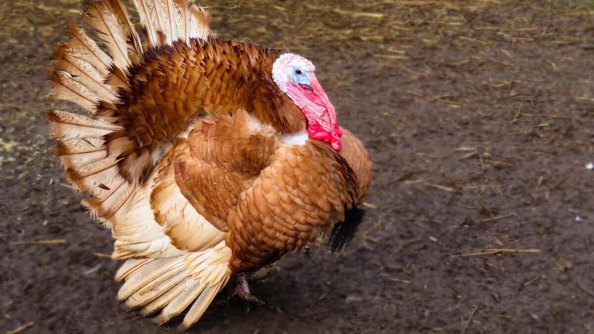 The Quiet Return of Wild Turkeys Is a Symbol of Natural Resilience