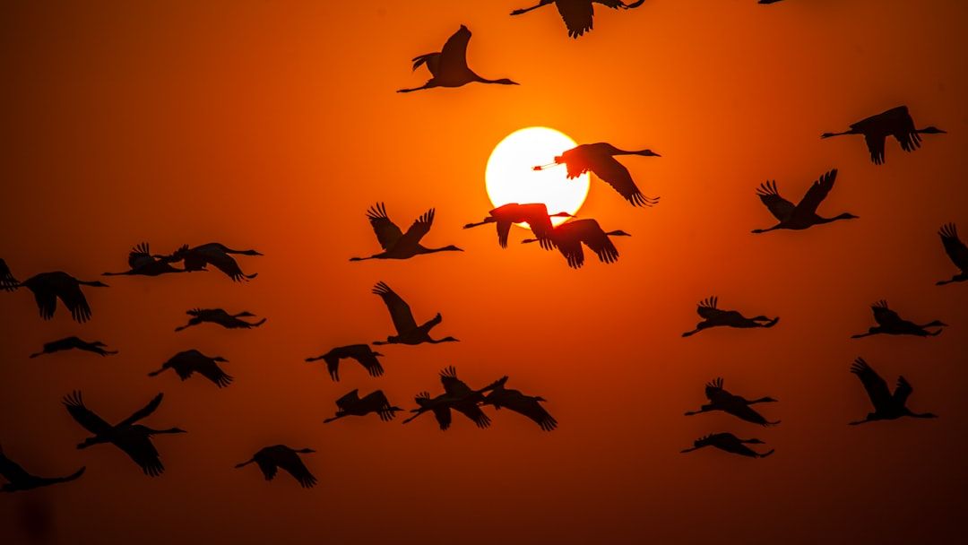 Climate Change Is Reshaping Where America's Iconic Birds Choose to Nest