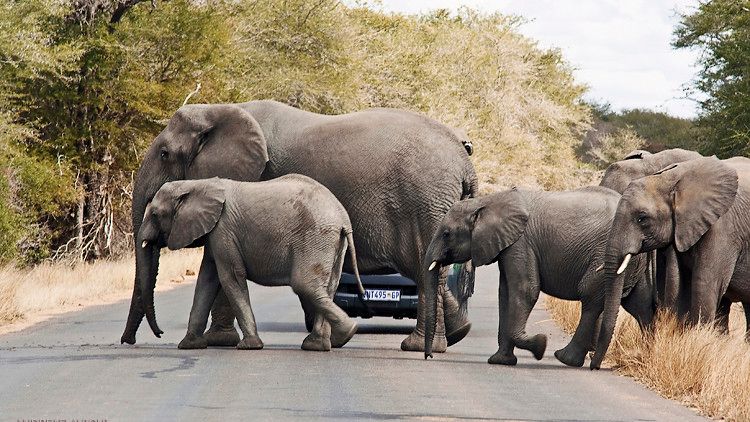 5 Amazing Ways Wildlife Bridges Are Saving Animals Across the Nation