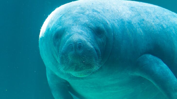 Melby the Manatee Pulled from Florida Storm Drain After Desperate Search