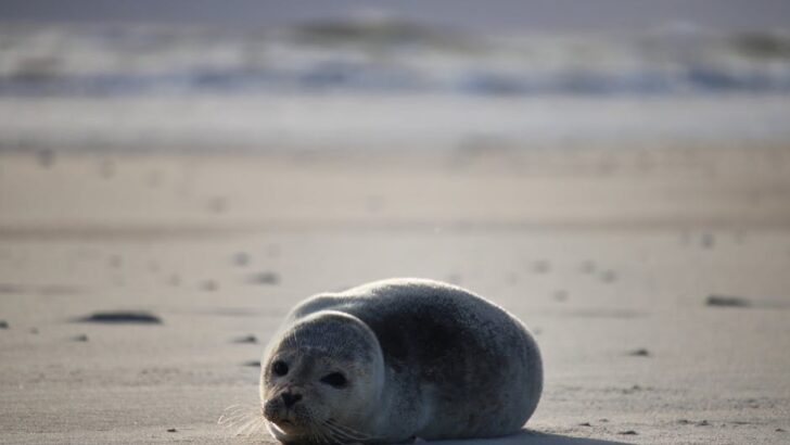 Feisty Seal Pup Freed from Deadly Fishing Net in Timed Rescue