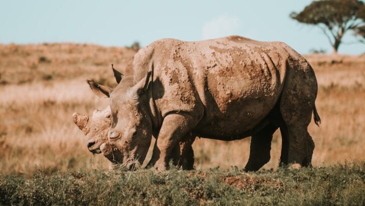 Sweeping Endangered Species Act Changes Could Turn Earth Day Into Extinction Day, Conservationists Raise Alarm