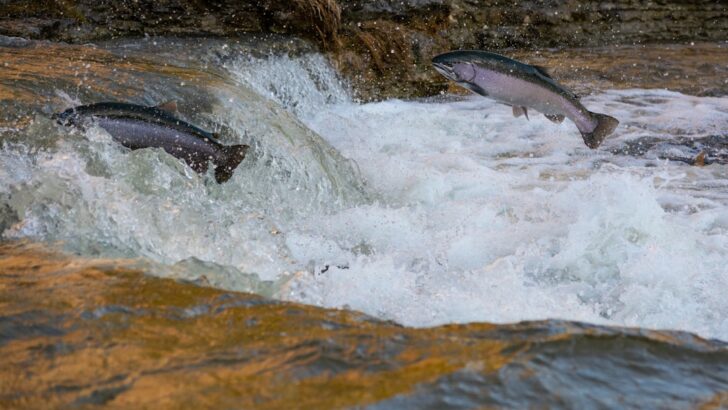 Cocaine Pollution Is Changing Salmon Behavior in the Wild