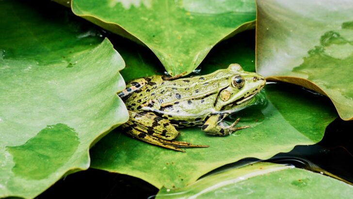 Connected Habitats Help Frogs Keep Protective Microbes And Fight Deadly Fungal Disease