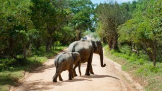 10 Ways Your State's Parks Are Protecting Wild Animals for Future Generations