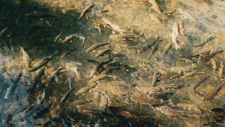 Shallow Waters Put Jordan River Fish at Risk After Record Snowpack Shortfall in Utah