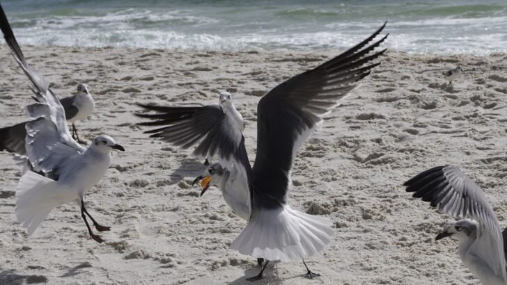 Sixteen Years After Deepwater Horizon Disaster Gulf Seabirds Are Still Recovering