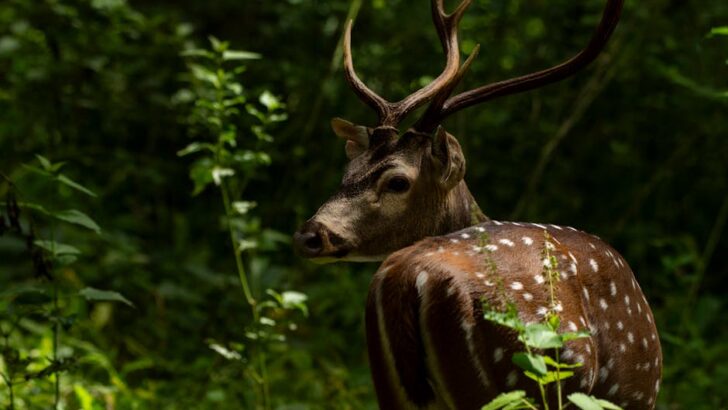 Delaware Detects First Chronic Wasting Disease in Sussex County Deer, DNREC Activates Containment Measures