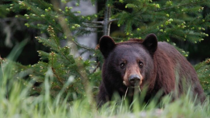 Three Bear Encounters Force Trail Closure in Great Smoky Mountains National Park