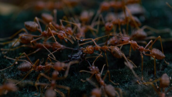 Ant Supergene Uncovers New Twists and Secrets Behind Social Behavior Evolution