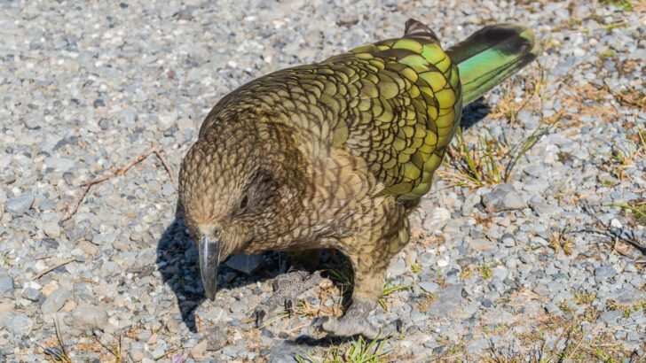 Disabled Parrot Becomes Alpha Male of His Group With Unique ‘Beak Jousting’