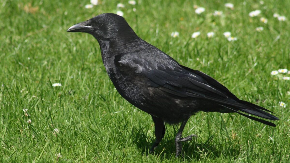 Wild Crow Darling Chooses Family Life for Two Years After Rescue