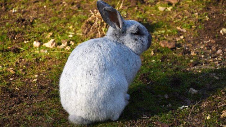 Abandoned Bunny Left in The Trash Saved by Determined Woman, Becomes a Bundle of Boundless Joy