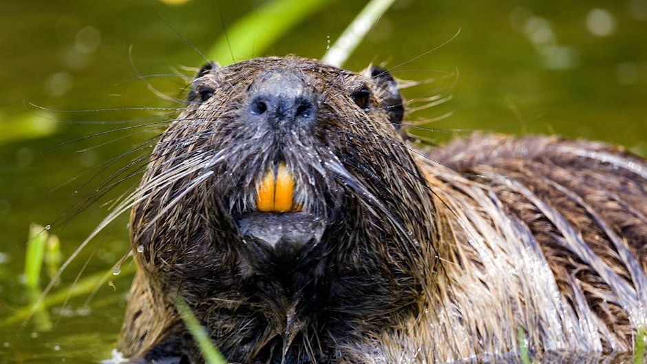 7 Incredible Ways Beavers Are Restoring Wetlands Across the US