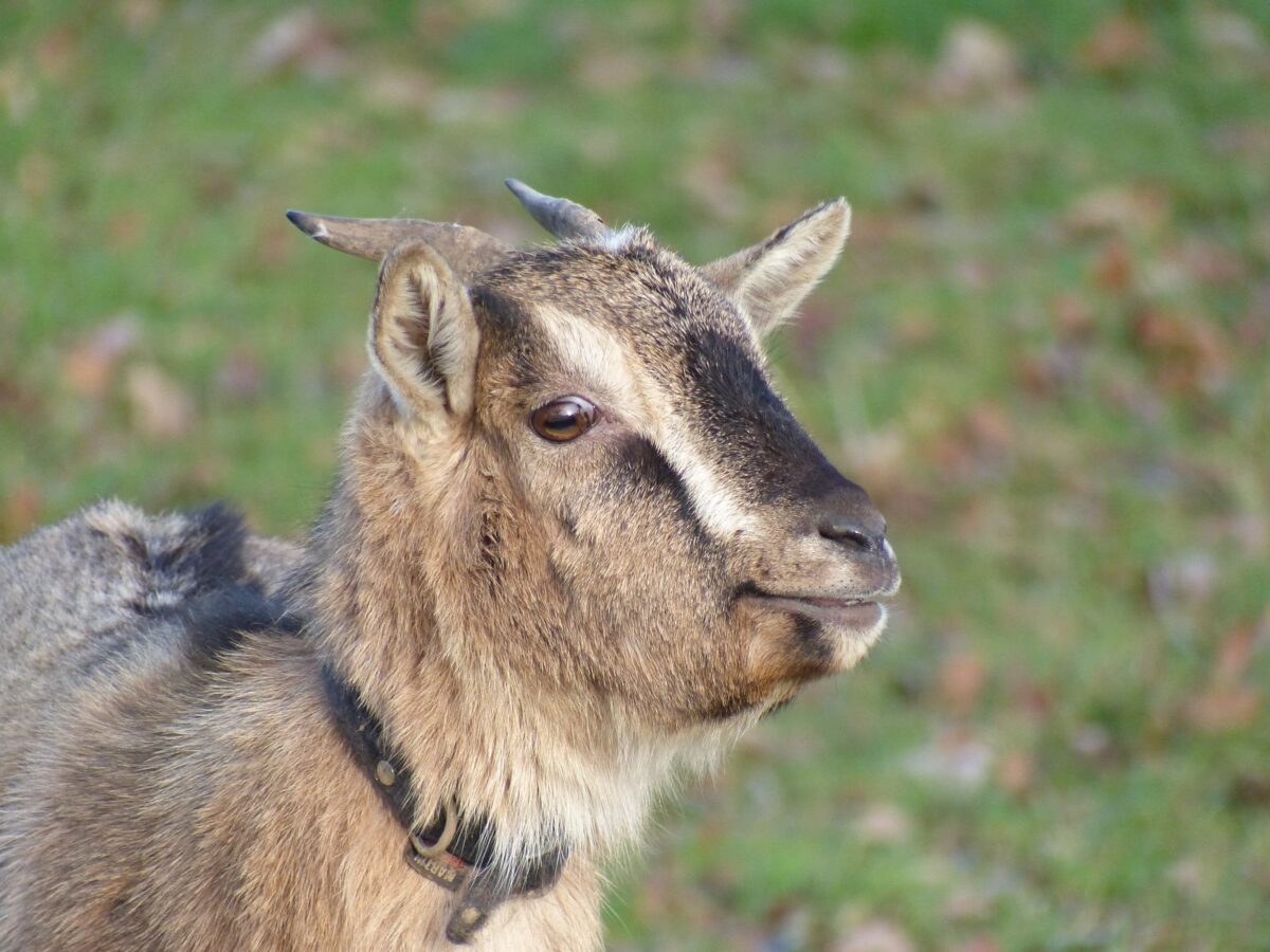 Llama and pygmy goats stop traffic after enclosure escape