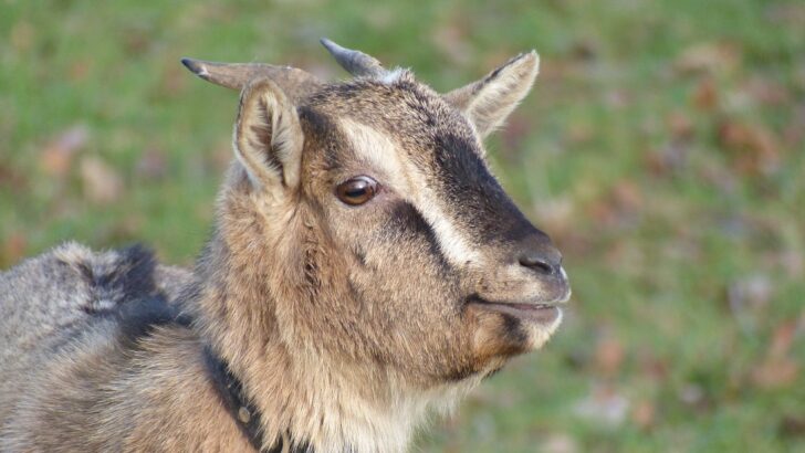 Llama and Pygmy Goats Escape Enclosure and Cause Traffic Chaos on Busy Road