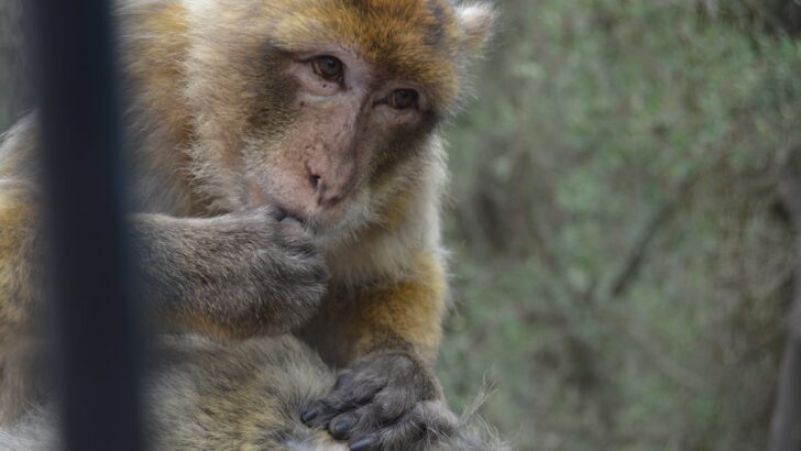 Gibraltar Monkeys Self-Medicate With Soil To Find Relief from Tourist Junk Food