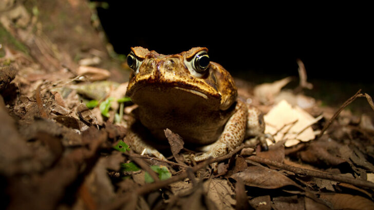 Rapid Evolution Gives Cane Toads an Edge in Changing Environments, Scientists Reveal