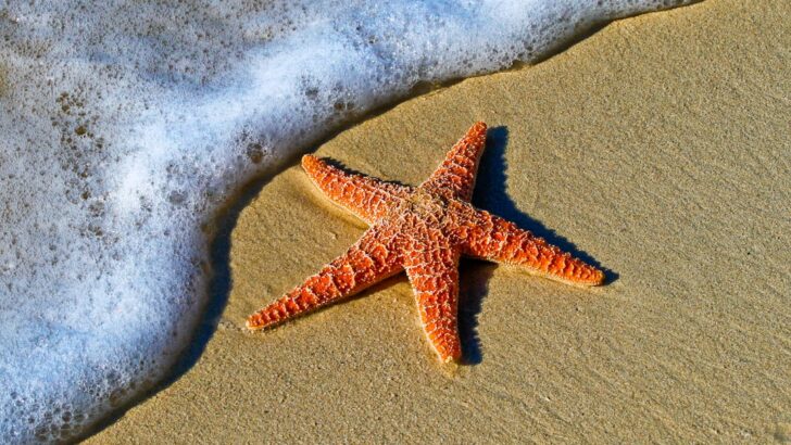 Scientists Study Sea Star Wasting Disease That Triggers Sudden Immune Collapse, Rapidly Wiping Out Entire Populations
