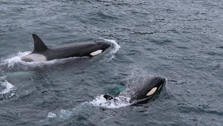 AI Breakthrough Enables Real-Time Orca Location Detection to Shield Them from Harmful Human Activities