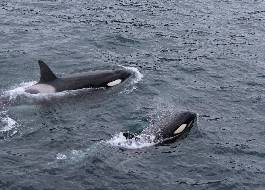 AI tool listens for endangered orcas in real time to reduce human disturbance