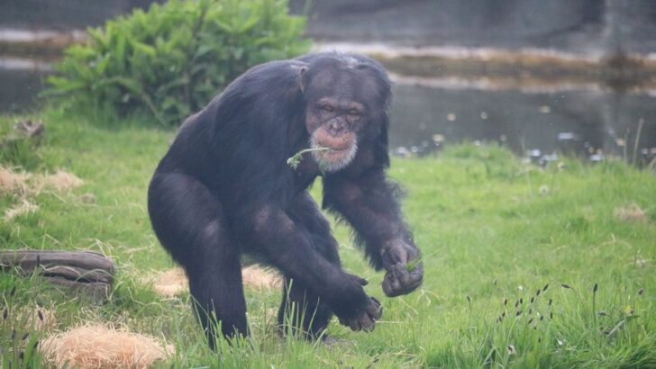Rescued Chimp&rsquo;s Emotional Hug to Jane Goodall That Stole Hearts Worldwide