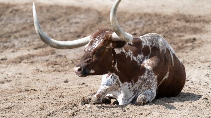 1200-Pound &lsquo;Puppy&rsquo; Bo Diddley Turns Texas Sanctuary into Playground of Destruction
