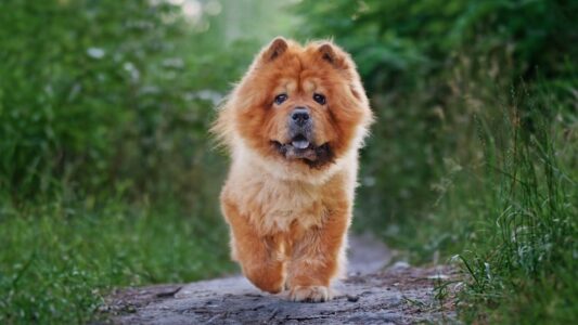 15 Dog Breeds Vets Secretly Refuse to Recommend to First-Time Owners