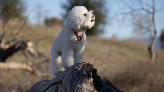 21 Small Dog Breeds That Live Longer Than Most Owners Expect