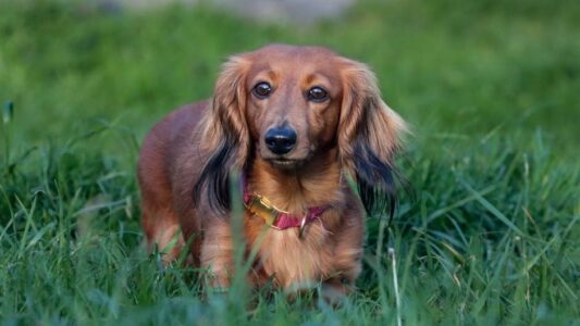 19 Dog Breeds That Age Slower Than the Rest