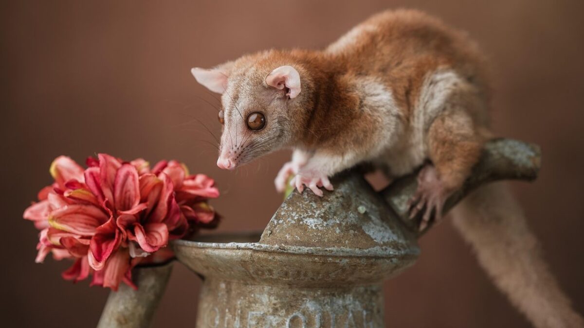 6 Critters in the Midwest That Are Thriving in Unexpected Places