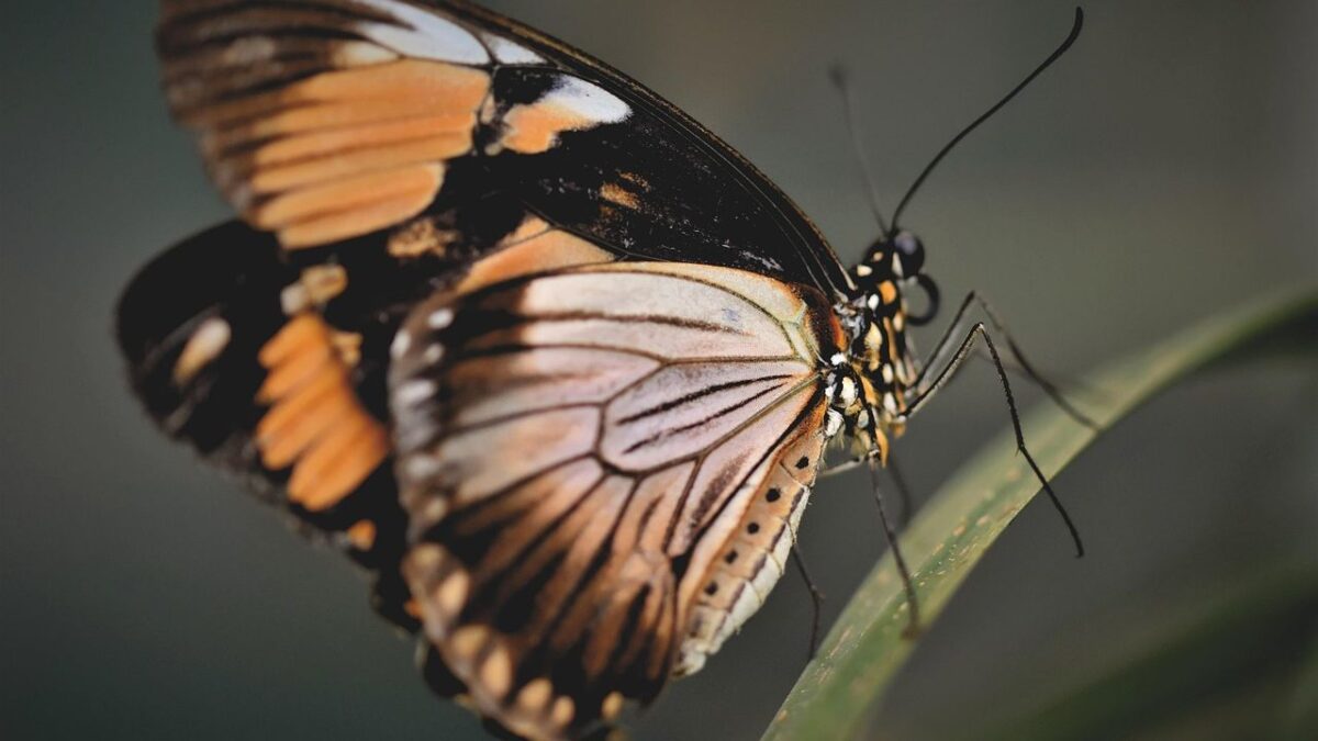 Butterflies Across America Are Revealing the Health of Our Local Ecosystems