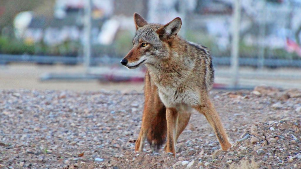 Urban Coyotes Demonstrate Incredible Adaptability in Our Bustling Cities