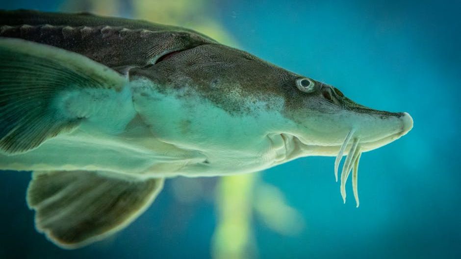 The Return of Iconic Fish Species Signals a New Era for US Rivers