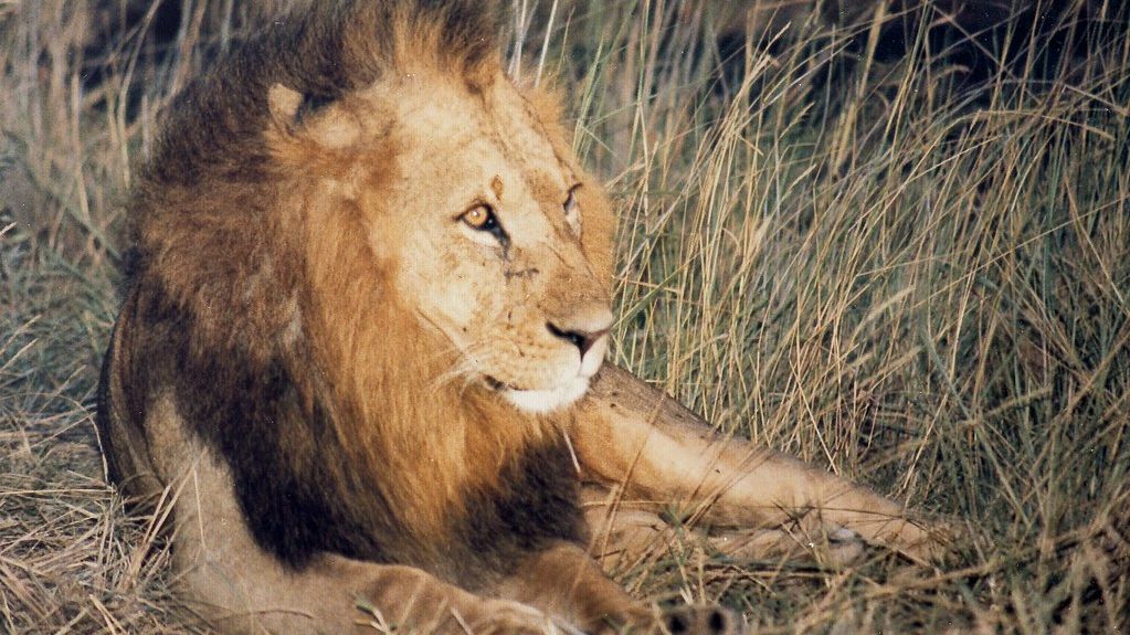 From Backyard to Wilderness, Every Animal Plays a Role in Nature's Balance