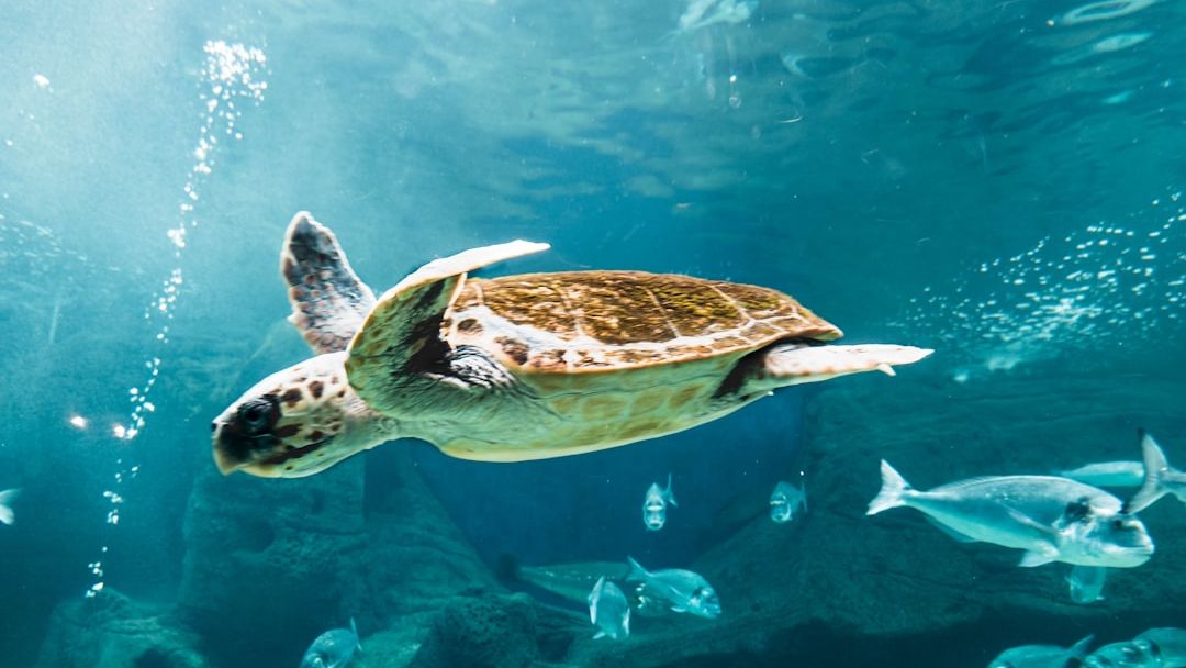 Conservation Success Stories Offer a Glimmer of Hope for Endangered Species