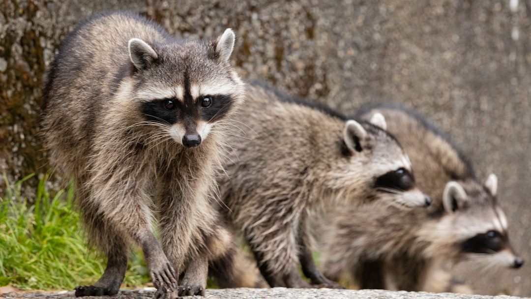 12 Amazing Creatures Thriving in Unexpected Urban Environments