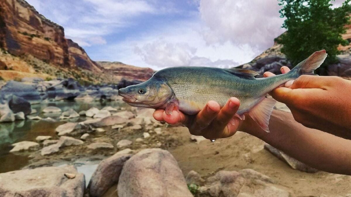 These Resilient Fish Species Are Making a Remarkable Comeback in US Rivers