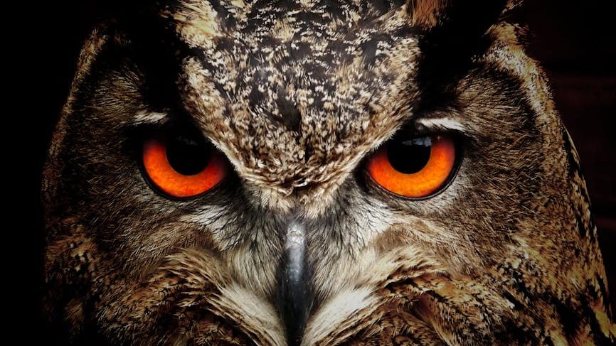 The Unseen World: Discovering the Hidden Lives of Nocturnal Animals