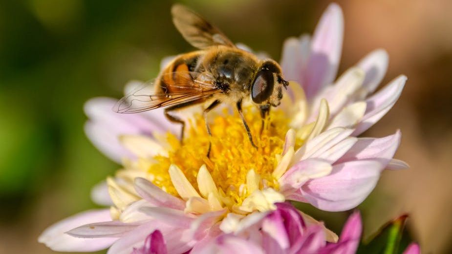 These Incredible Insects Are Essential for a Healthy Garden Ecosystem