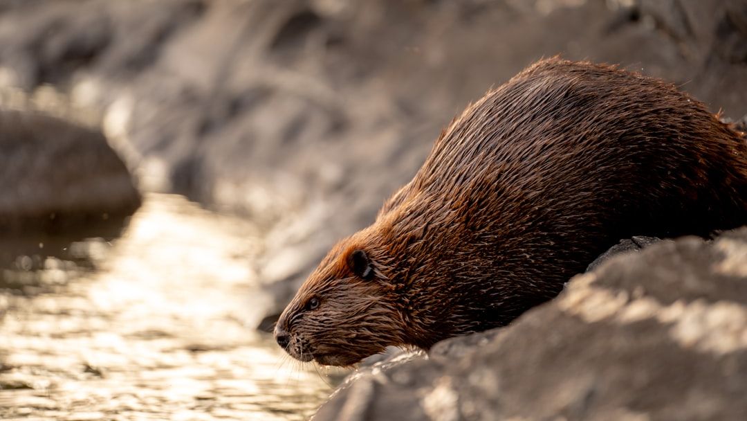 Beavers leave a trail as they head into the Arctic and reshape the landscape