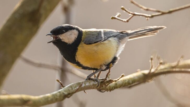 Tiny Songbirds Master Night Flights to Cross Harsh Desert in Remarkable Migration Feat