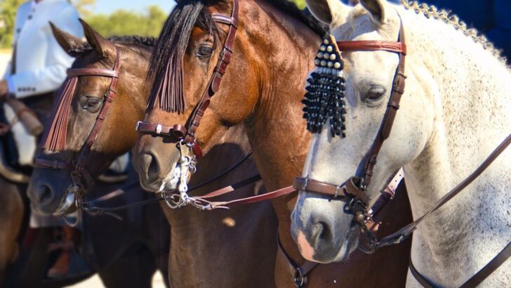 Horse Festival Draws Growing Backlash Over Animal Welfare Concerns