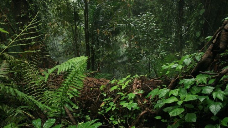 Tropical Rainforests Can Rebound with Wildlife in Just Decades, Far Sooner Than Previously Thought