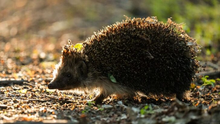 Hedgehog Pulled from Bonfire Flames Defies Odds in Path to Recovery